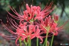 彼岸花