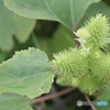 潮被る海岸で