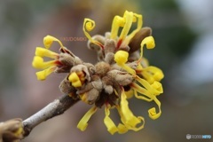 咲いていくマンサク