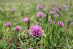 野原に咲く紫詰草