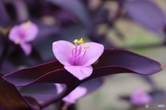 花も葉も紫