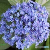 手芸のような美しさ