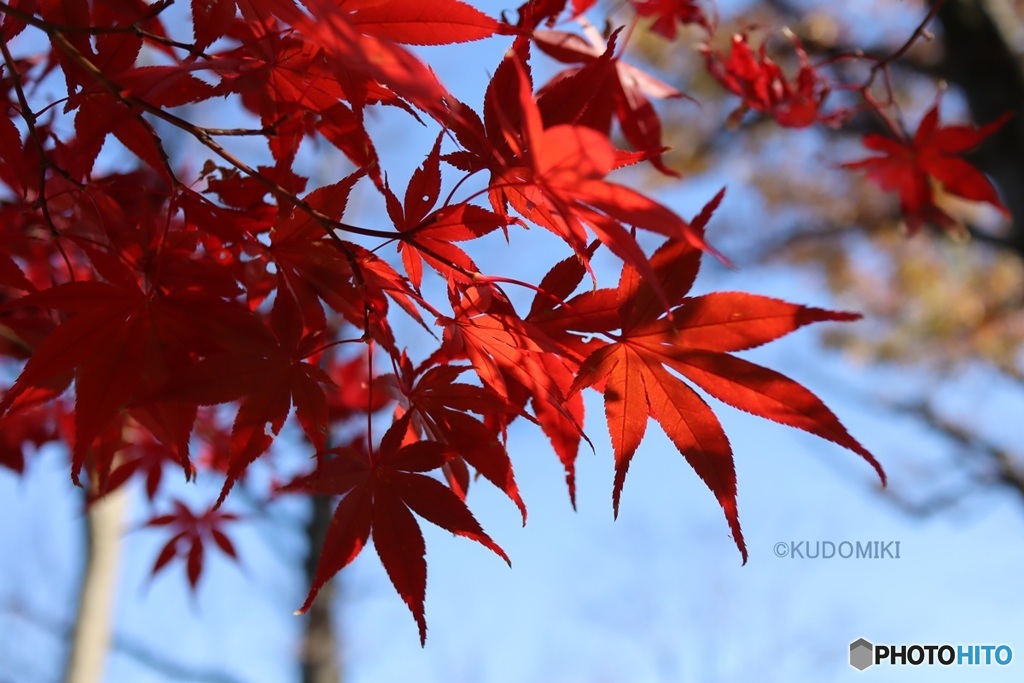 紅葉