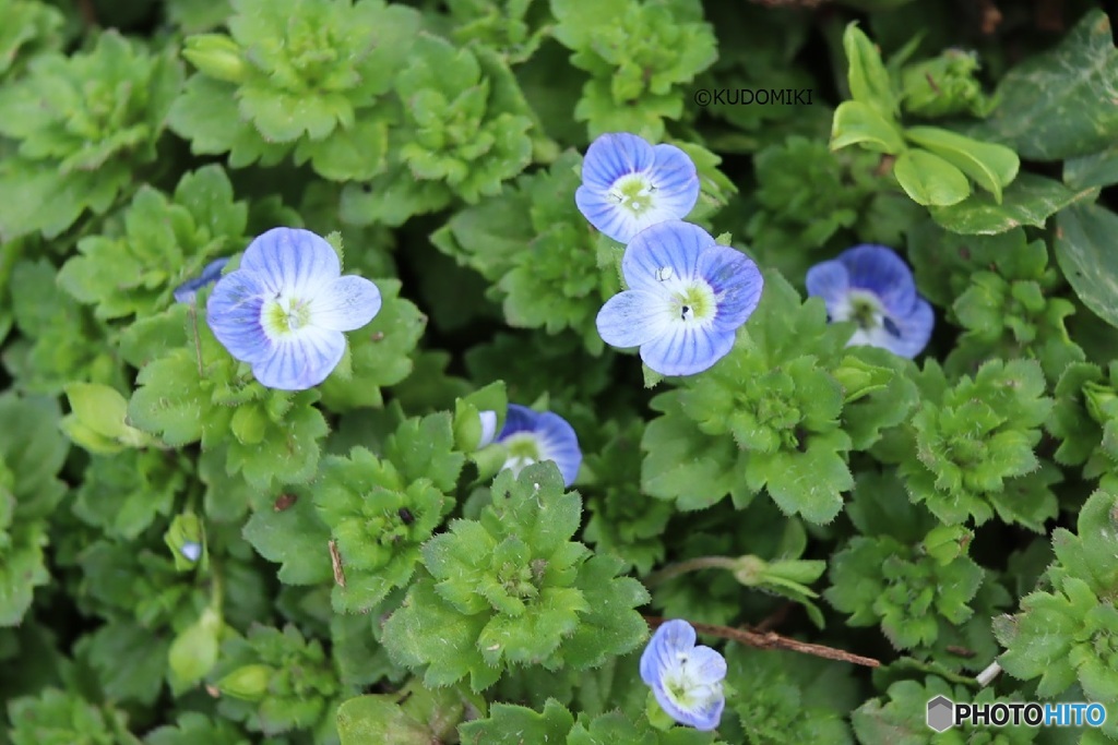 オオイヌノフグリ