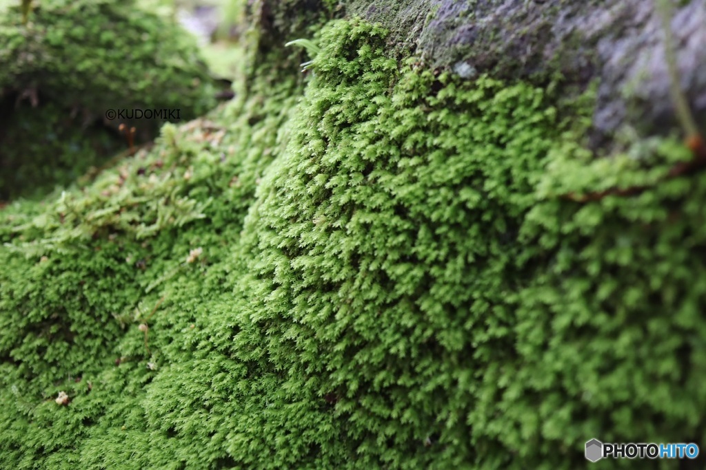 苔の崖