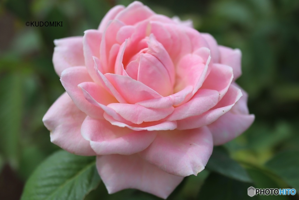 猛暑を耐えた薔薇