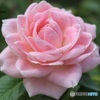 猛暑を耐えた薔薇