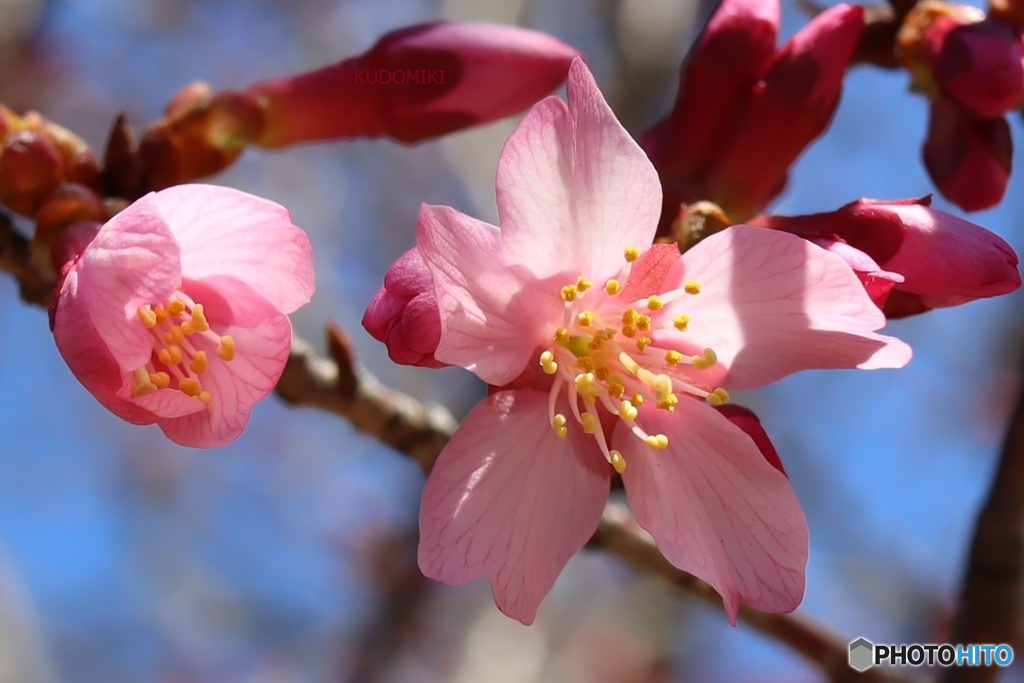 小さい桜