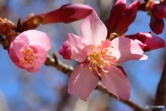 小さい桜