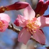 小さい桜