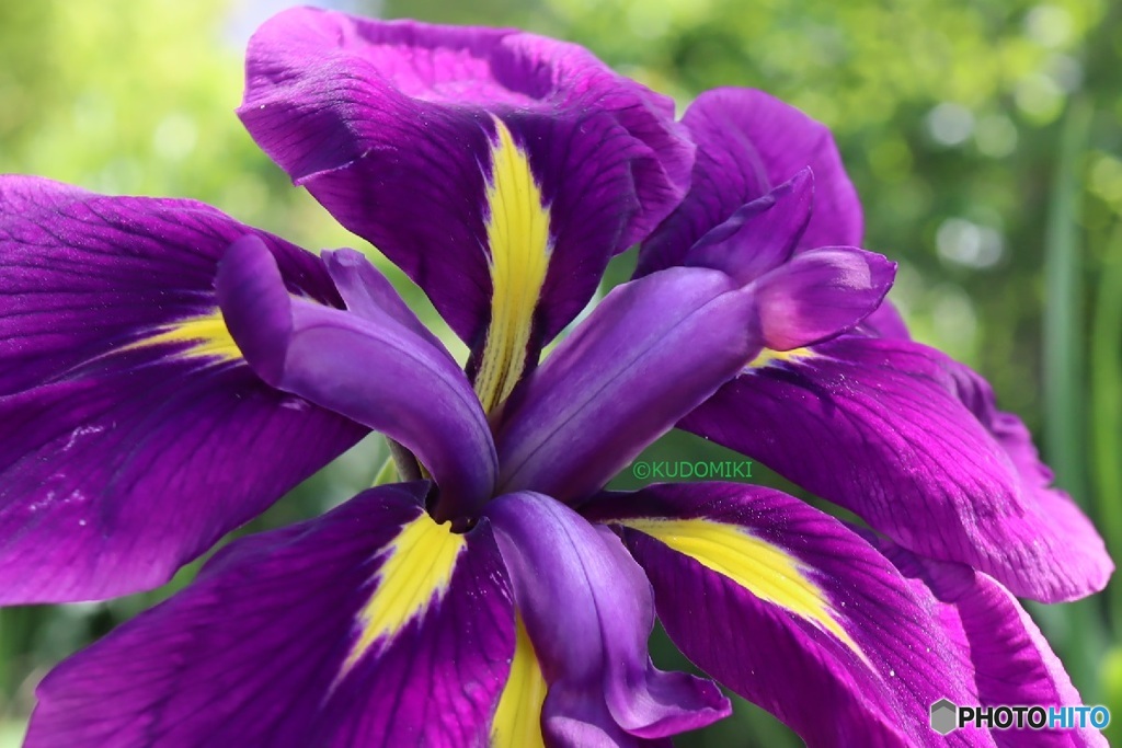花菖蒲