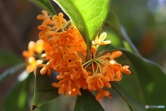 一つの花芽から束になって