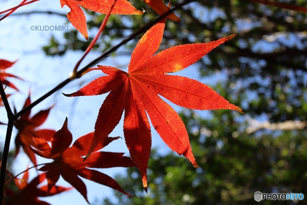 紅葉