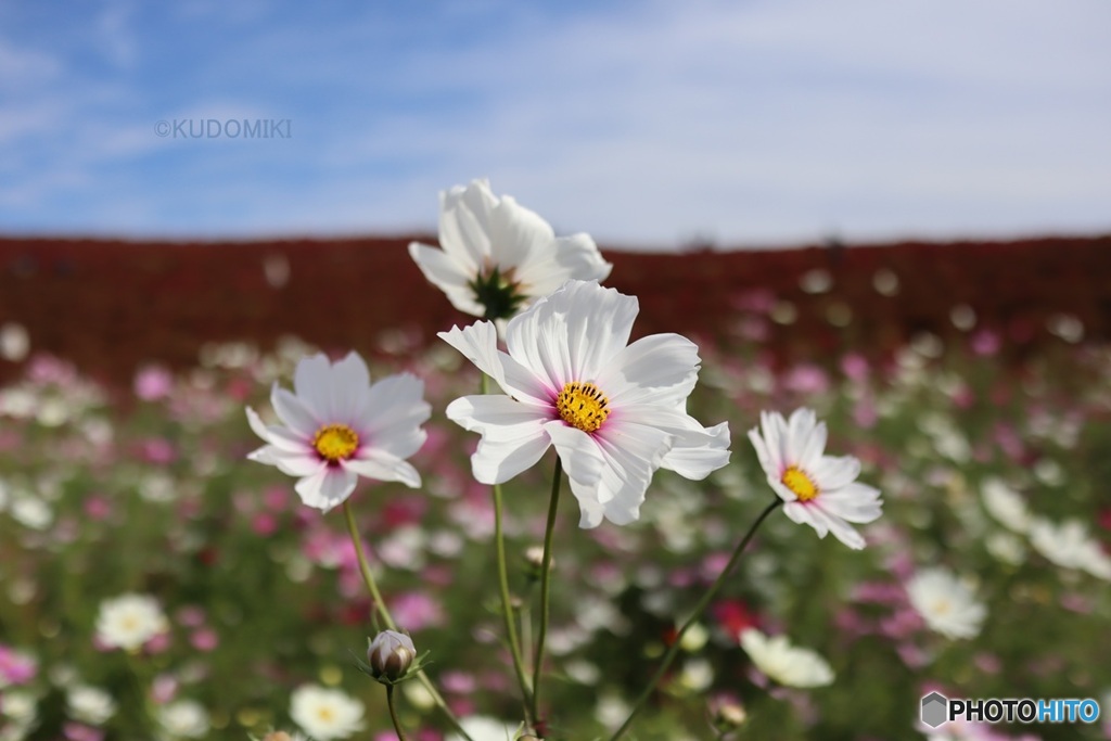 国立公園のコスモス