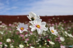 国立公園のコスモス