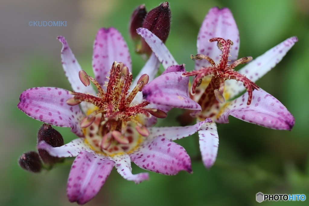 花弁もシベも多い