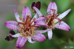 花弁もシベも多い