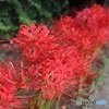 彼岸花