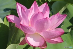 蓮の花
