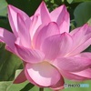 蓮の花