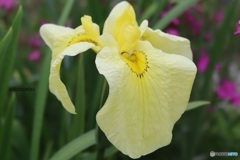黄花菖蒲