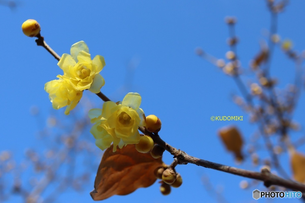 半透明の花弁