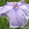 近くで見れた花菖蒲