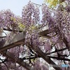 高すぎる棚の藤