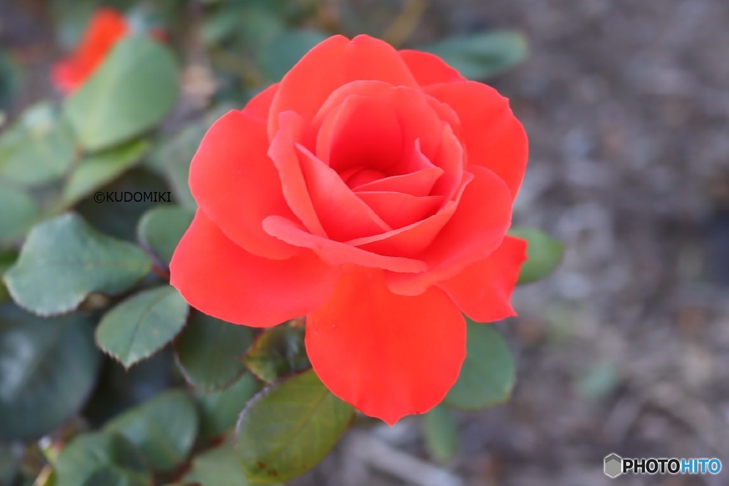 真っ赤な薔薇