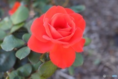真っ赤な薔薇