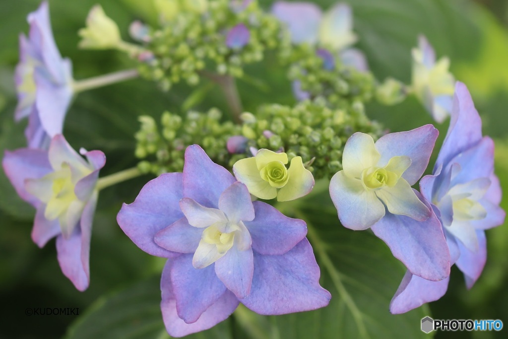 八重ガク紫陽花