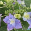 八重ガク紫陽花