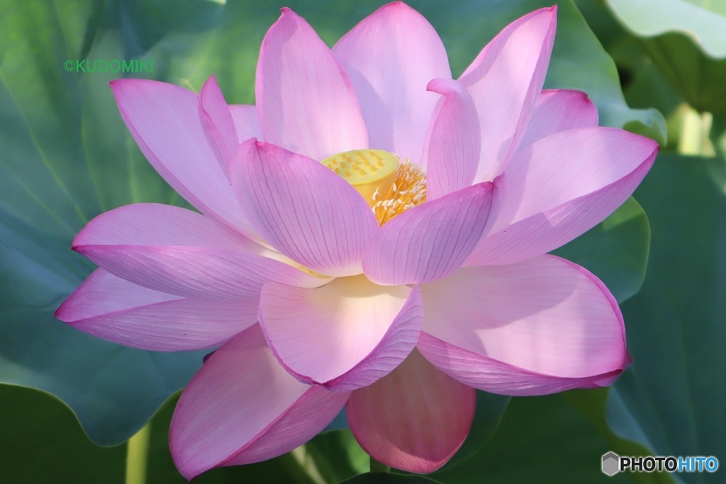蓮の花