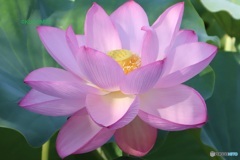 蓮の花