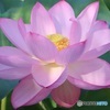 蓮の花