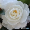 白い八重のサザンカ