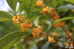 いつの間にか咲いてる