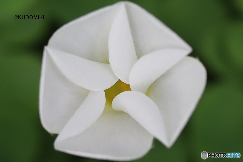 開花途中のカタバミ