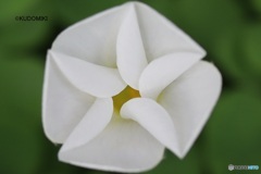 開花途中のカタバミ