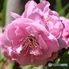 もしかして花桃