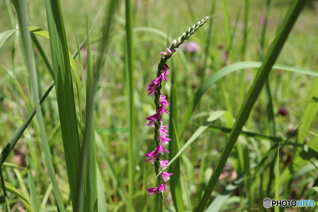 他の草に埋もれても