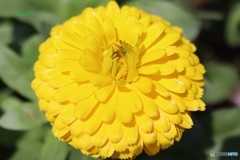 黄色い金盞花