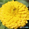 黄色い金盞花