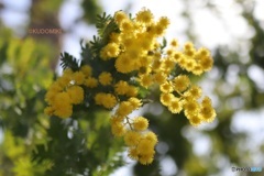 道路沿いのミモザ