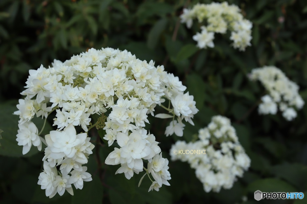 おしゃれな紫陽花