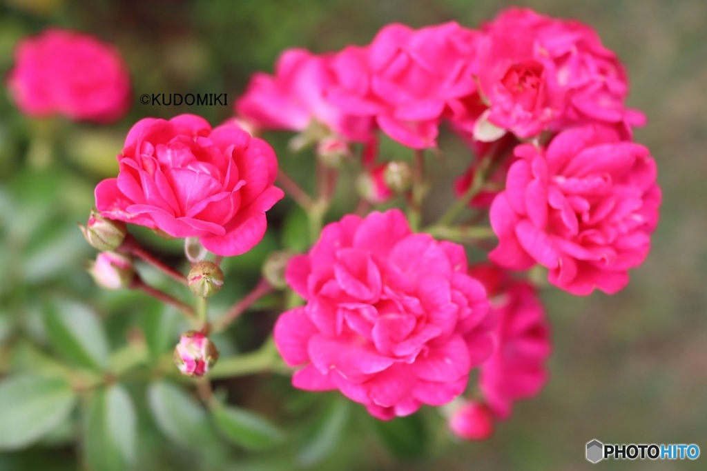 ローズガーデンの薔薇