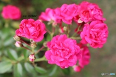 ローズガーデンの薔薇