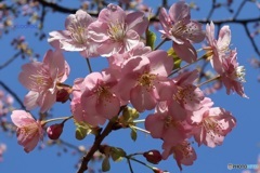 住宅街の桜