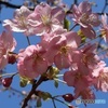 住宅街の桜