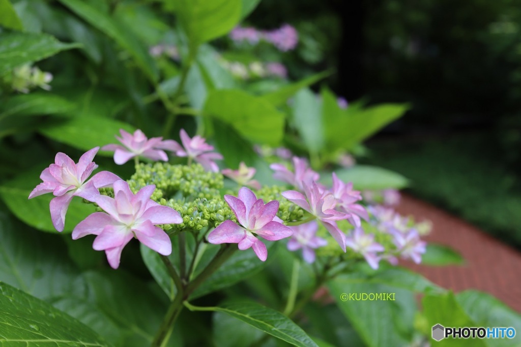 緑道の紫陽花